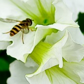 A bee.  Buzzing.