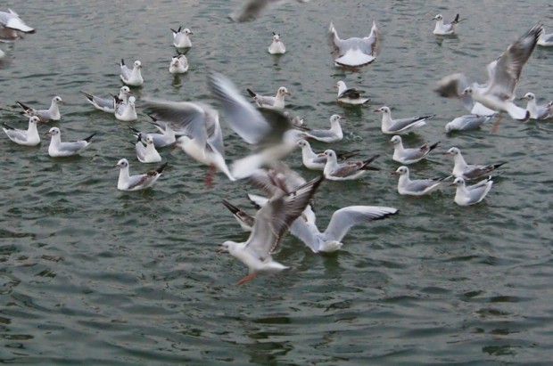 Feeding Frenzy